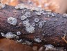 terčenka popelavá (Houby), Mollisia cinerea (Fungi)